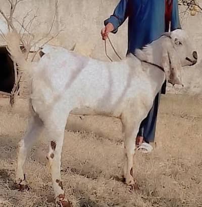 Bakra kheera. Pure white. Mota healthy beautiful. Qurbani ho skta