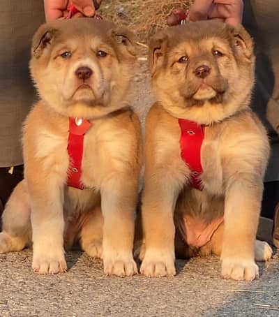 king alabai pair dog Male and female age 2month for sale