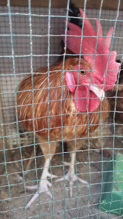 1 murgha and 2 murghi (2 eggs) daily