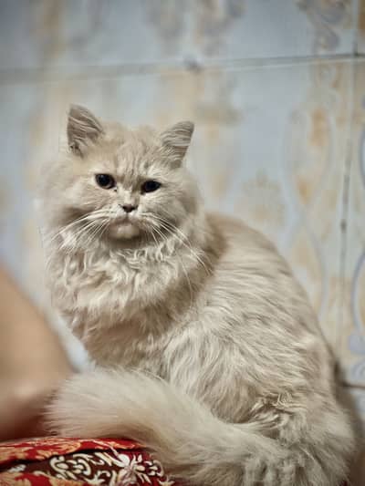 BEAUTIFUL CAT MOST EXPENSIVE BHT PAYAR KARTI HA BACHO SA BADO SA