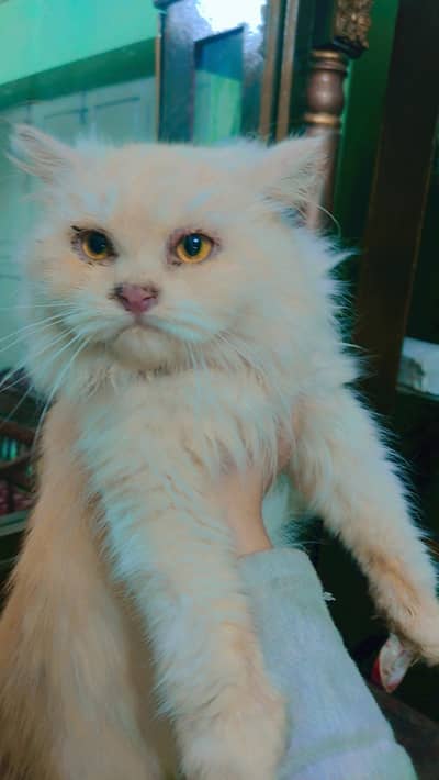 Fown colour Persian Cats available (Litter trained)
