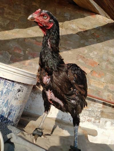 Pure Aseel Mushka Madi hen  white eyes