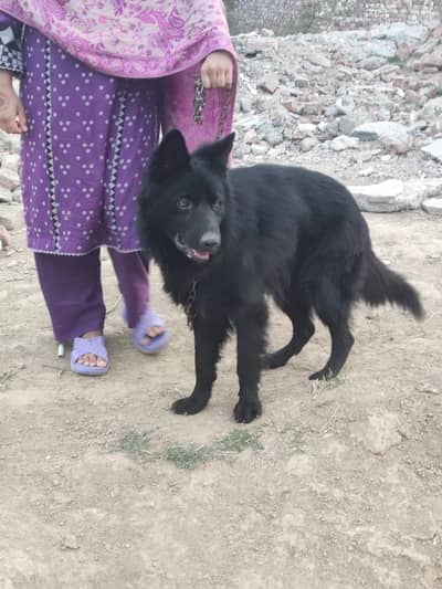 Black German shepherd male for sale