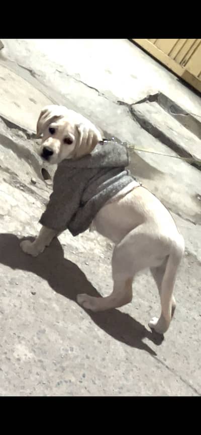 Labradog female 3 month old