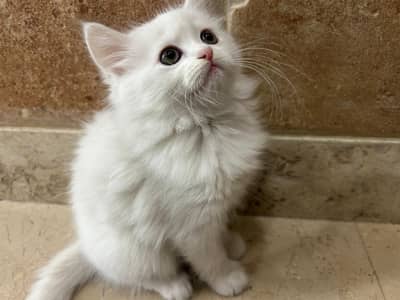 Persian Kittens