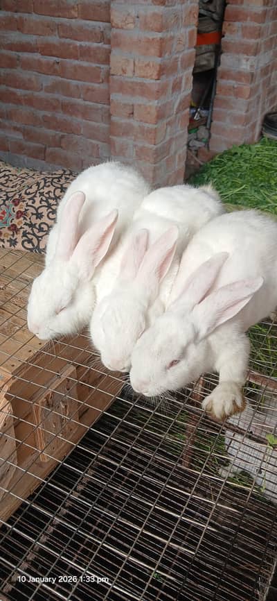 newzealand white bunnies