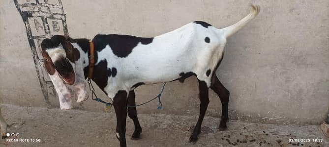 Breeder Bakra for sale