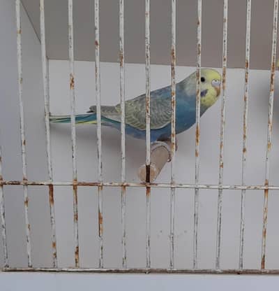 Rainbow Gold Face Pathi