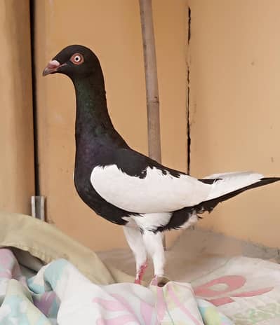 Danish pair healthy and active