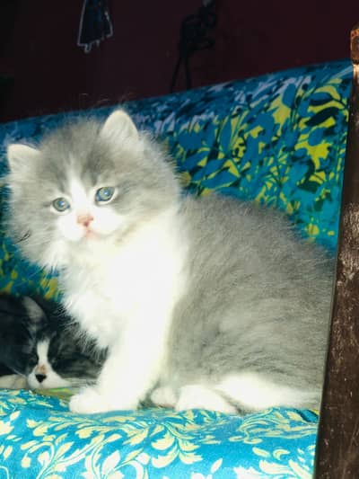 Persian Kittens