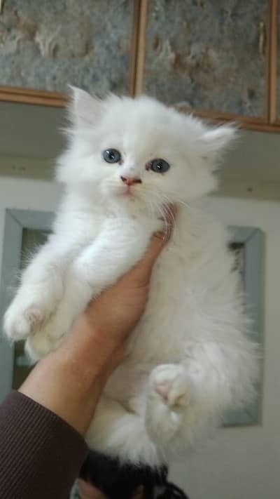 Perisian kittens available in reasonable price