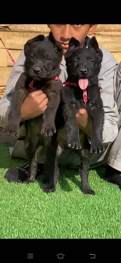 German shepherd  | High Quality | Imported dog for sale