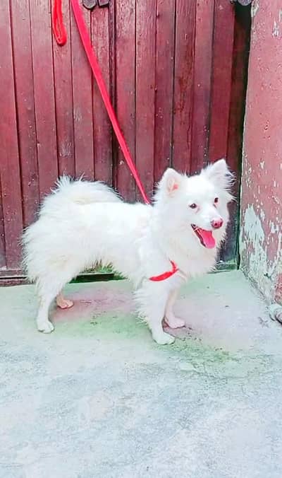 Russian puppy / pink nose Russian  Russian male for sale