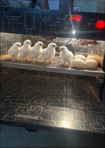 Aseel Heera Chicks White Nook Nalli