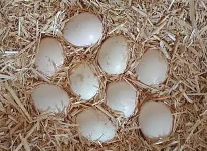 Egg (fertile eggs)