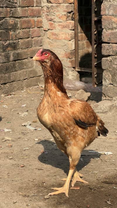 Aseel Pakistani aseel shamo