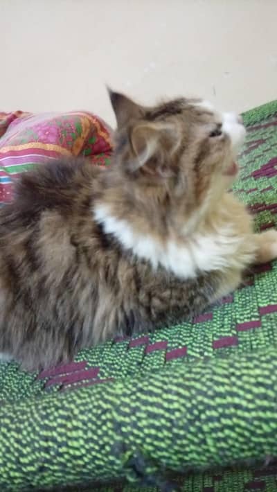 trippal coat full active healthy check karke le lena ghar ki cat hai