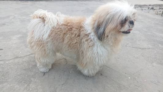 show quality shihtzu male, shih tzu, shitzu