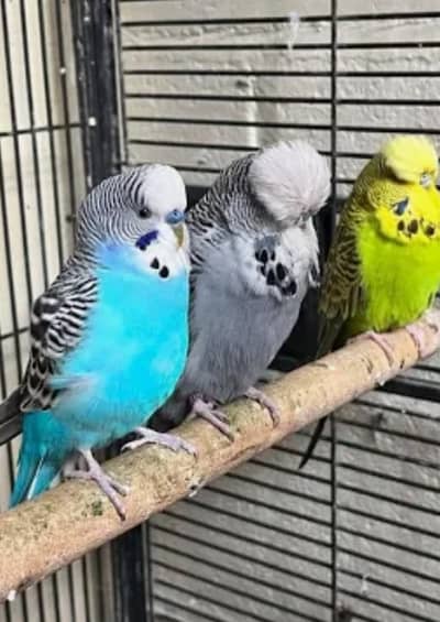 Budgies
