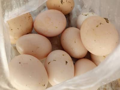 PURE BLACK AUSTROLOP ALL EGGS LAYING 30 PC 03343055764