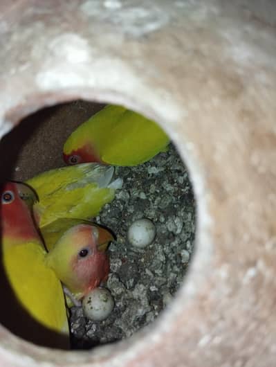 lotino breeder pairs with eggs and chicks