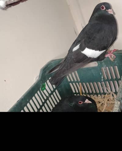 Kaalay Meena (Kachparay) Breeder Pair for sale. 03116130712