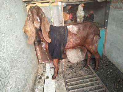 sahiwal nasal gaban Bakri for sale