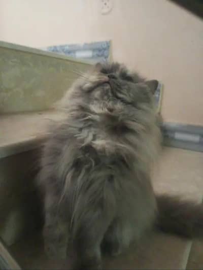 Persian Pair for sale