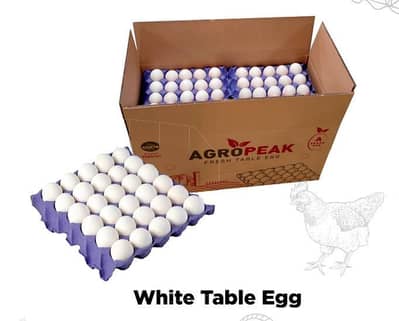 Order Taker/ Order Booker / Salesman