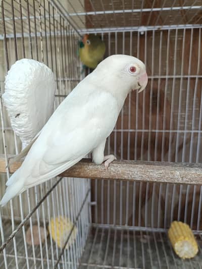 100% Confirm Breeder Pair