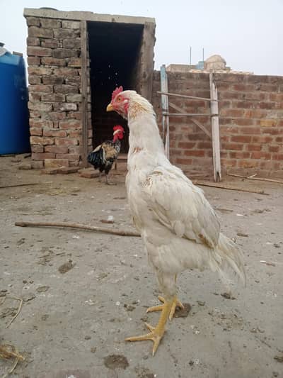 Pure White Heera Aseel Murga patha