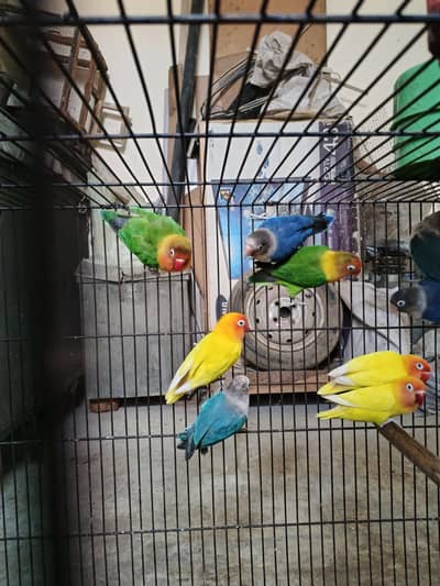 Lovebirds home breed in jumbo size full breeder pairs also 1 cage
