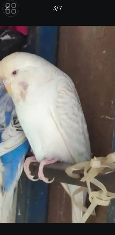 Female for sale under exi red eye fellow