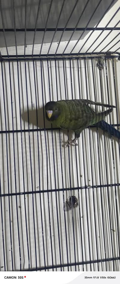 Combo and split blackface hago pieces