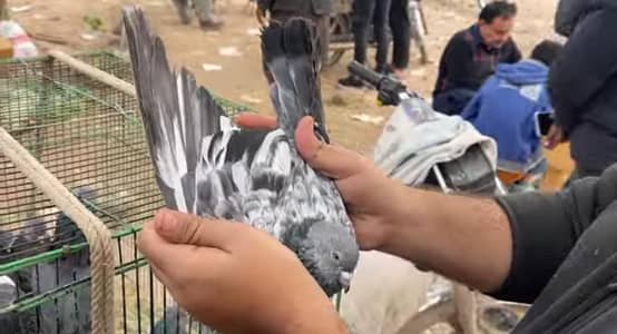 Barding kabotor for sale  8000. . 3/1/3/5/4/1/1/0/8/2