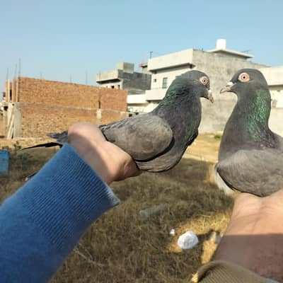 Barding kabotor for sale  8000. . 3/1/3/5/4/1/1/0/8/2