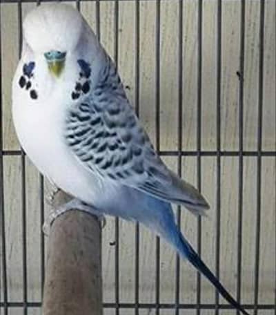 Tcb exibition budgie breeder male
