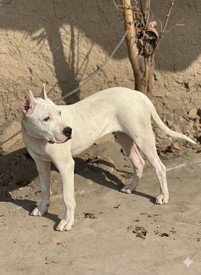 Dogo Argentino Female Puppy
