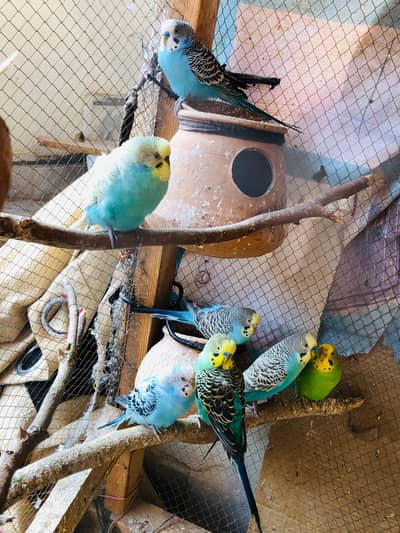 King budgies Breader pairs