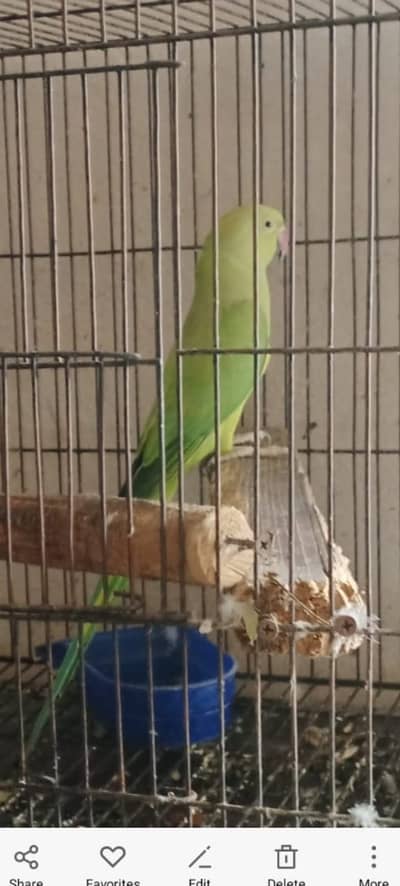 Khtaa parrot female jumbo size