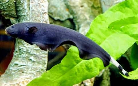 Black Ghost Fish Pair