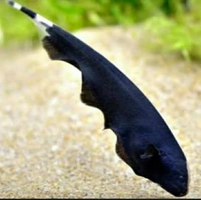 Black Ghost Fish Pair