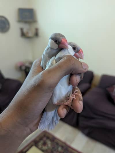 lovebird and java setup for sale