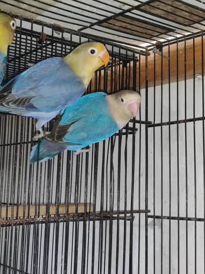 lovebird and java setup for sale