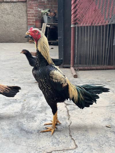 BURMIxTHAI TRIO SET WITH ONE FREE FEMALE*FOR DETAILS READ DESCRIPTION*