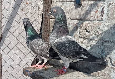 fore sale dab wala pair 03131496136 whatsap