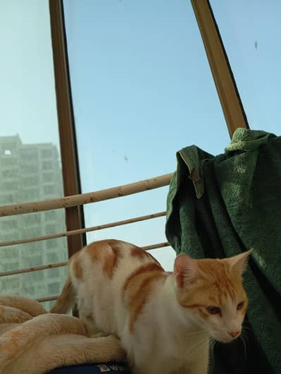 Turkish Short Haired mix breed