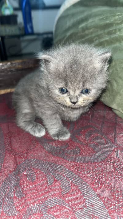 Persian cat