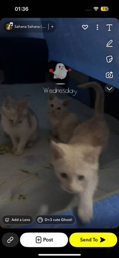 Double coated kitten