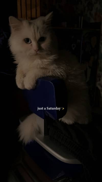 Triple coated kitten